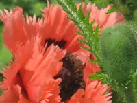 004.webp