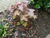 DSCF3395.webp