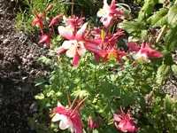 Garten Mai7 042.webp
