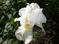 Garten Mai7 041.webp