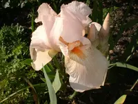 Garten Mai7 040.webp