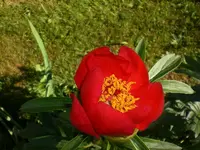 Garten Mai7 039.webp