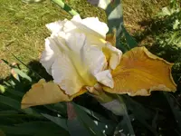 Garten Mai7 038.webp
