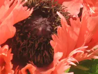 005.webp