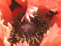 006.webp