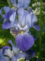 Garten Mai7 036.webp