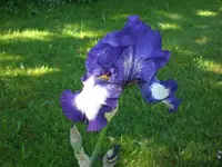 Garten Mai7 035.webp