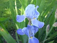 Garten Mai7 034.webp