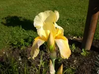 Garten Mai7 033.webp