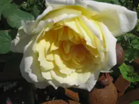 003.webp
