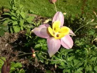 Garten Mai7 024.webp