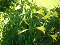 Garten Mai7 023.webp