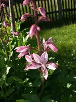 Garten Mai7 022.webp