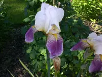 Garten Mai7 021.webp