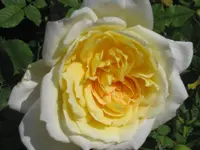002.webp