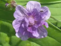 009.webp