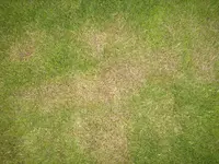 AnfangJuni 036.webp