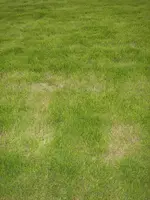 AnfangJuni 037.webp