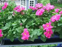 DSCF3401.webp