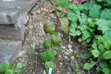 DSC_0022.webp