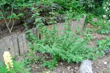 DSC_0024.webp