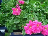 DSCF3402.webp