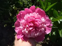pfingstrose rosa.webp