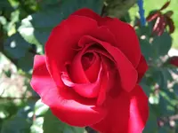 Rote Kletterrose.webp