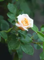Moondance zarte erste Blüte.webp