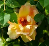 Maigold erste volle Blüte2_klein.webp
