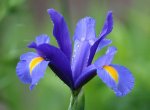blaue Iris2_klein.jpg