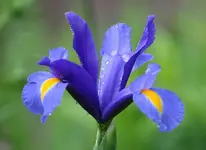 blaue Iris2_klein.webp
