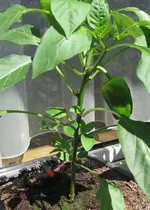 paprika.webp