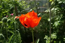 orange.webp