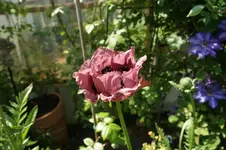 Patty Plum.webp