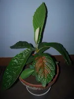 DSCN3104.webp