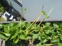 DSC01050.webp