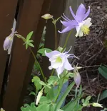 P1110294_576_600.webp