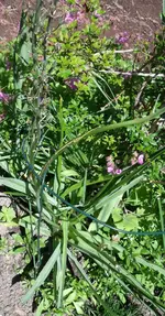 100603 1120 Garten Unbek Pfl.webp