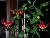 DSC_5388.webp