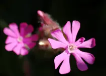 DSC_5376.webp
