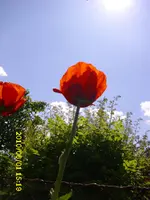 DSCI0233.webp