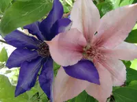 1 (18).webp