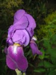 IMG_iris lila_576x768.jpg