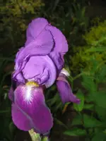 IMG_iris lila_576x768.webp