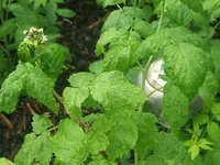 DSCF3414.webp