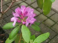 DSCF3415.webp