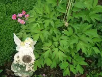 DSCF3420.webp