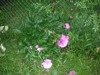 DSCN1906.webp