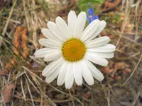 gaensebluemchen.webp